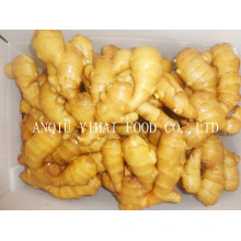 Anqiu Fresh Ginger with Good Quality